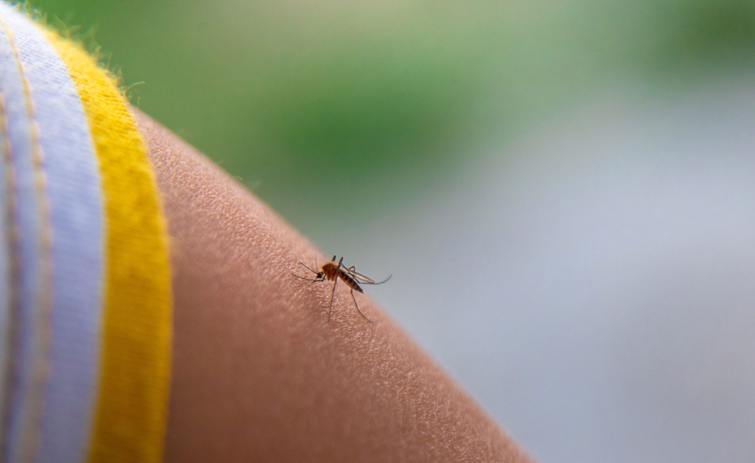 Mosquito Season In Texas: Everything to Know